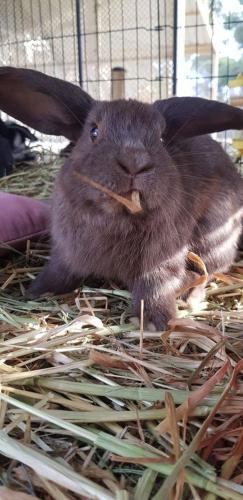 A Better Life Animal Sanctuary FarmStay Private Two Bedrooms Lounge Room & Bathroom & Toilet Shared Kitchen - Accommodation Whitsundays 5