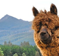 Maydena Mountain Cabins - Accommodation Whitsundays