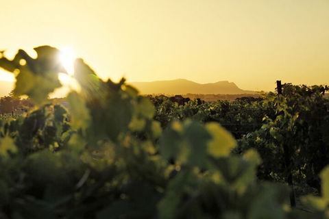 Adina Vineyard - Accommodation Whitsundays 1