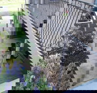 Swan Lake Guest House - Accommodation Whitsundays