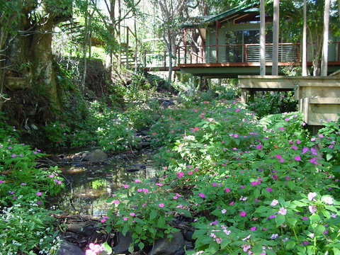 Treetops Accommodation Montville - Accommodation Whitsundays 4