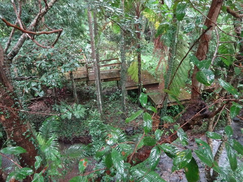 Treetops Accommodation Montville - Accommodation Whitsundays 5
