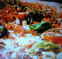 Alfio's Pizzeria - Accommodation Whitsundays