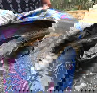 The Steakman grill and bar - Accommodation Whitsundays