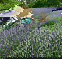 Lavandula Swiss Italian Farm - Accommodation Whitsundays