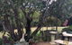 Leonies Little Tree Cafe - thumb 0