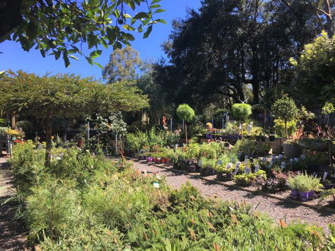 Yatte Yattah Nursery & Cafe - Accommodation Whitsundays 0