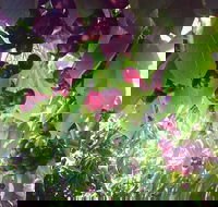 Sister's Rock Restaurant - Accommodation Whitsundays