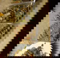 Holbrook Chinese Restaurant - Accommodation Whitsundays