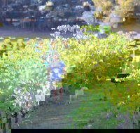 Tallagandra Hill Winery - Accommodation Whitsundays