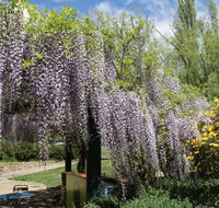 Gods Cafe  Bar - Accommodation Whitsundays