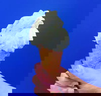 Gelato Papa - Accommodation Whitsundays