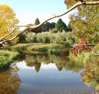 Cradle Coast Olives - Accommodation Whitsundays