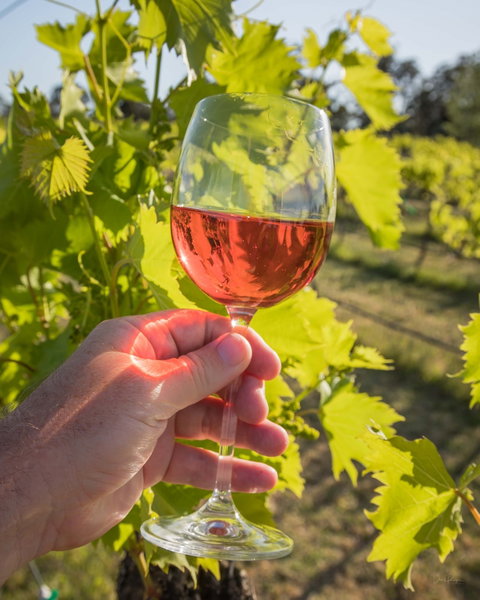 Breakfast Creek Vineyard - Accommodation Whitsundays 0