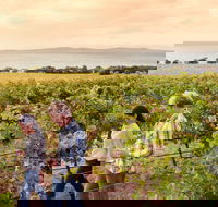 Boston Bay Wines - Accommodation Whitsundays