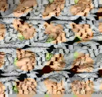 Sushi Pia - Accommodation Whitsundays