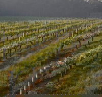 Cape Grace Wines - Accommodation Whitsundays