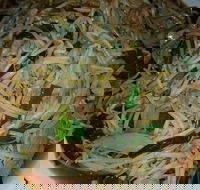 Old Kingdom - Surrey Hills - Accommodation Whitsundays