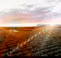 Rich Glen Olive Farm - Accommodation Whitsundays