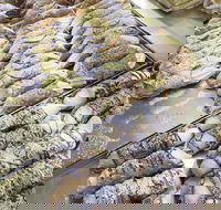 Il Pasticcino - Accommodation Whitsundays