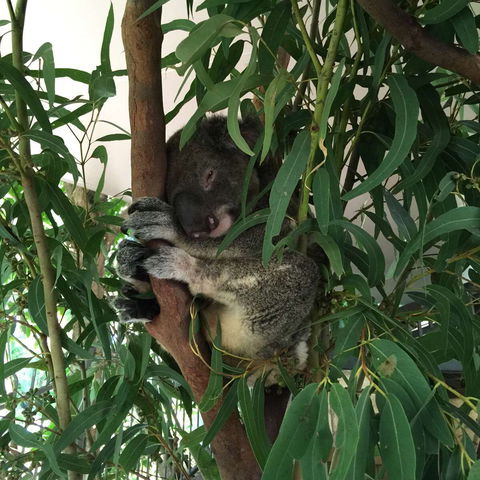 Wild Life Hamilton Island - Accommodation Whitsundays 0