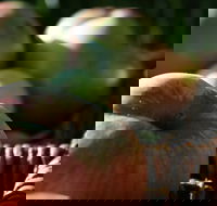 Denmark Heritage Cider Company - Accommodation Whitsundays