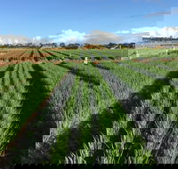 Hawkes Farm - Accommodation Whitsundays