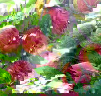 Payne's Orchards - Accommodation Whitsundays