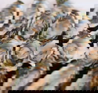 S.D. Caputo And Sons - Accommodation Whitsundays