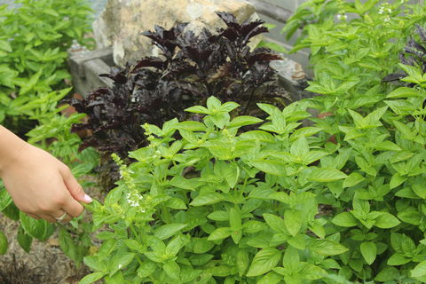 Hillview Herb Farm - Accommodation Whitsundays 1