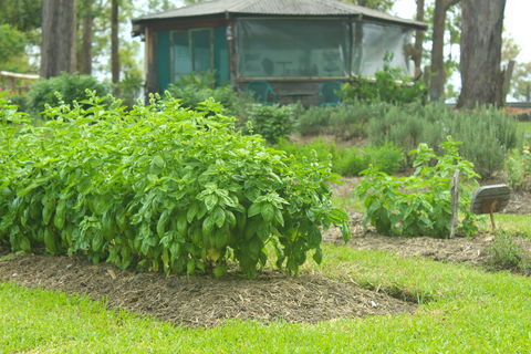 Hillview Herb Farm - Accommodation Whitsundays 2