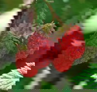 Westerway Raspberry Farm - Accommodation Whitsundays