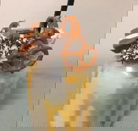 Where Ya Bean - Accommodation Whitsundays