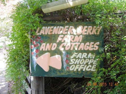 Lavender And Berry Farm Cafe - Accommodation Whitsundays 0
