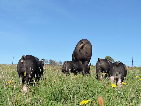 Fork It Farm - Accommodation Whitsundays 1
