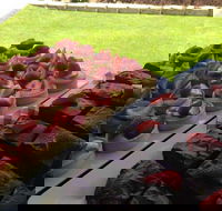 That Food Truck - Accommodation Whitsundays