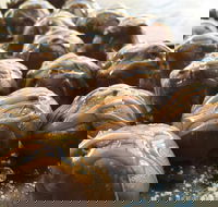 The Burrow Coffee House - Accommodation Whitsundays