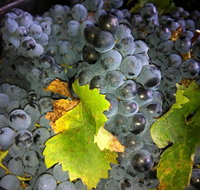 Faisan Estate Wines - Accommodation Whitsundays