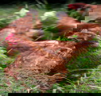 Holbrook Paddock Eggs - Accommodation Whitsundays