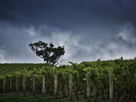 Dalrymple Vineyards - Accommodation Whitsundays 0