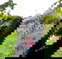 Every Man and His Dog Vineyard - Accommodation Whitsundays