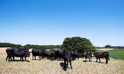 Hillock Downs Produce Store - Accommodation Whitsundays 0