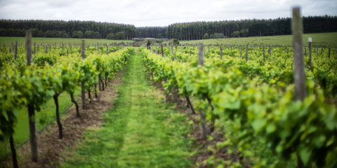 Suffoir Winery, Brewery And Cidery - Accommodation Whitsundays 0