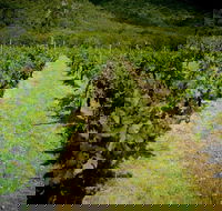 Gartelmann Wines - Accommodation Whitsundays