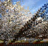 Allambie Orchard and Cafe - Accommodation Whitsundays