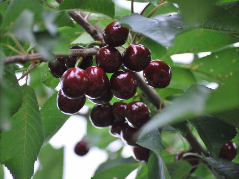 Allambie Orchard And Cafe - Accommodation Whitsundays 1