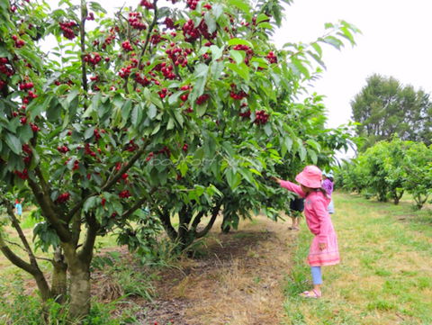 Allambie Orchard And Cafe - Accommodation Whitsundays 2