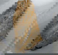 Chipper Fish - Accommodation Whitsundays