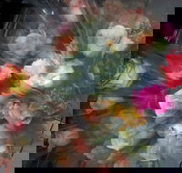 Ink Cafe - Accommodation Whitsundays