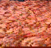 Grunske's By The River Seafood Market and Restaurant - Accommodation Whitsundays